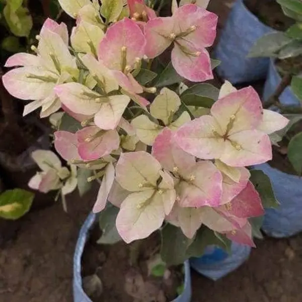 Bougainvillea Silver Delight - Image 2