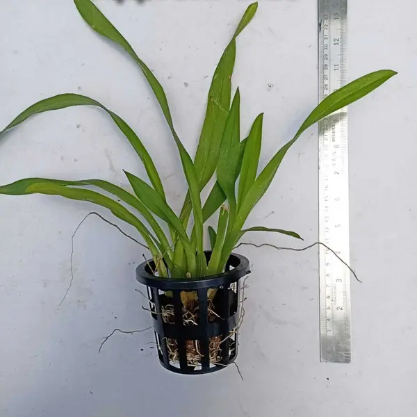 Oncidium Yuan Nan Gold - Image 2