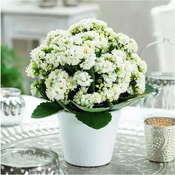 Kalanchoe White