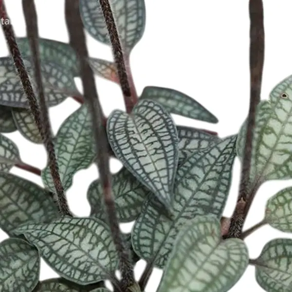 Jewel Cheirostylis Montana