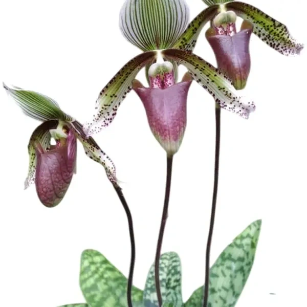 Paphiopedilum superbiens