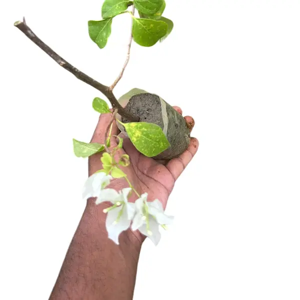 Bougainvillea Splash