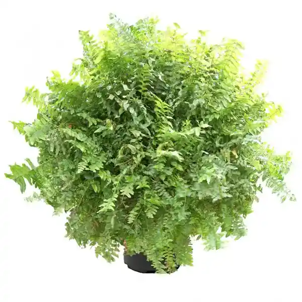 Nephrolepis exaltata Stingray