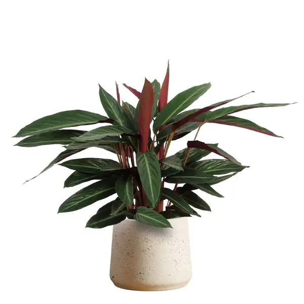 Stromanthe Stripestar