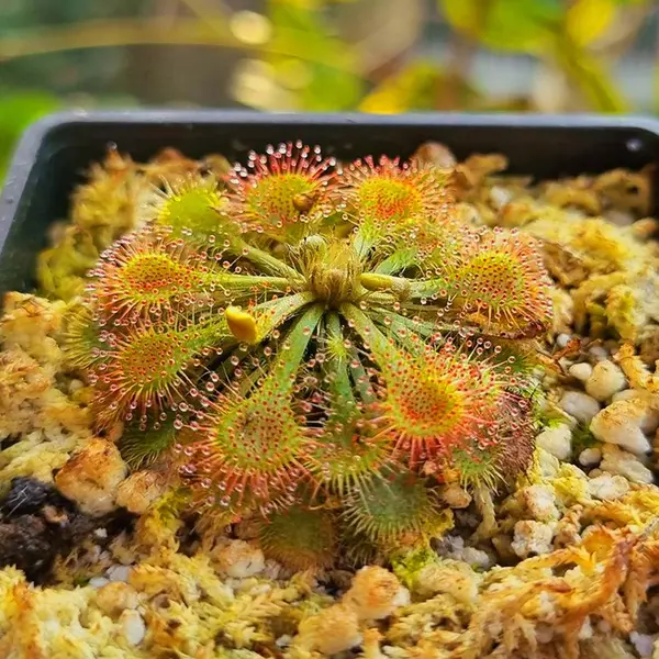 Drosera tokaiensis