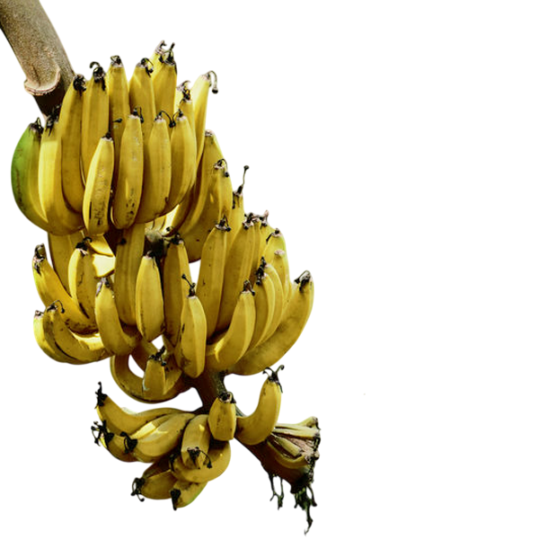 Nendran Swarnamukhi Banana