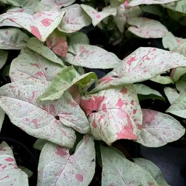 Syngonium Milk Confetti