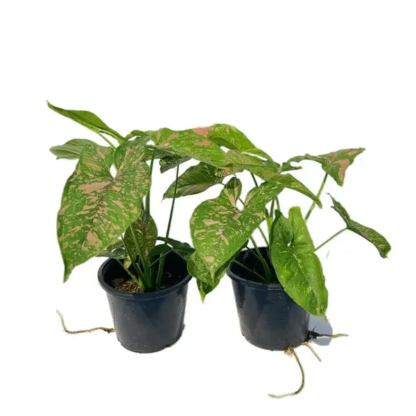 Syngonium Pink Splash Allusion