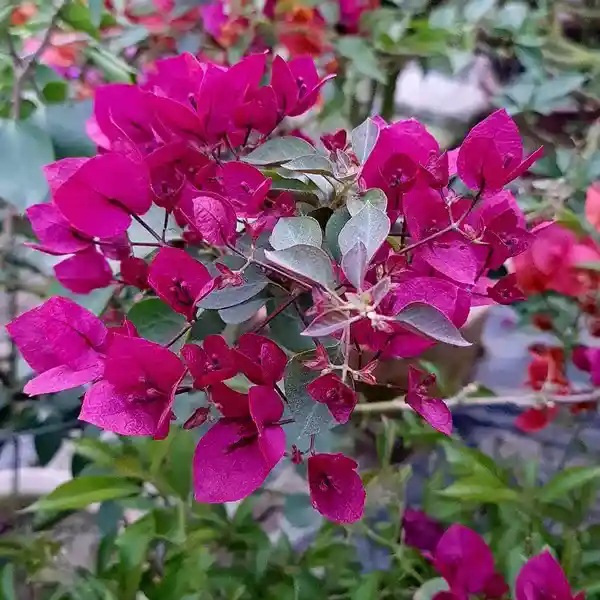 Bougainvillea Thai Rani