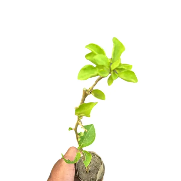 Bougainvillea Thai Rani