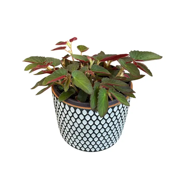 Begonia Brazilian Lady