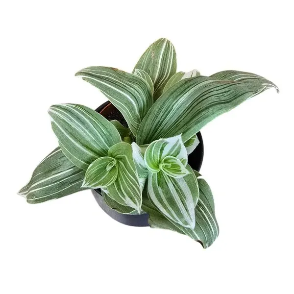 Tradescantia albiflora 'Albovittata'