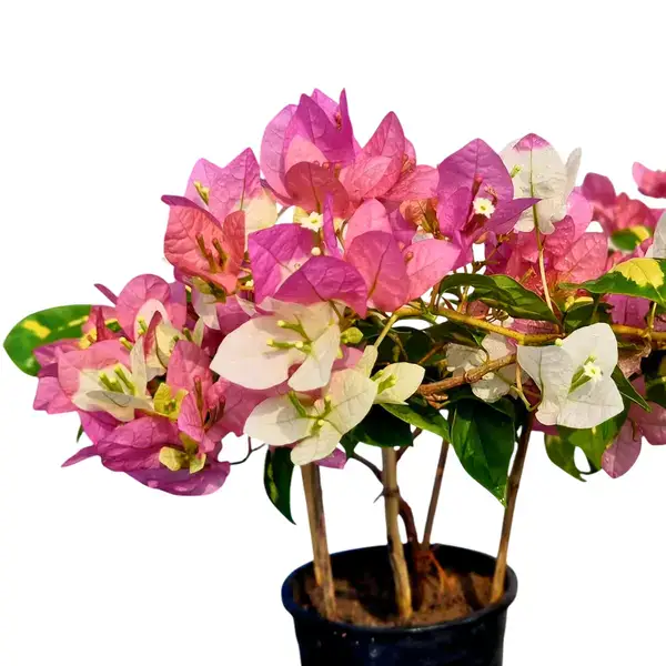 Bougainvillea Thima Peach