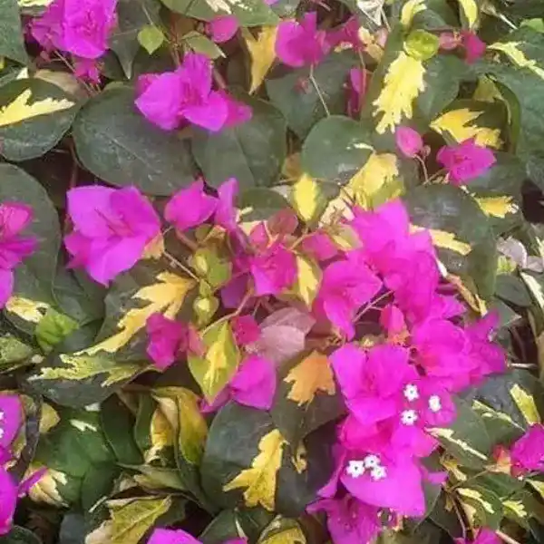 Bougainvillea Thima
