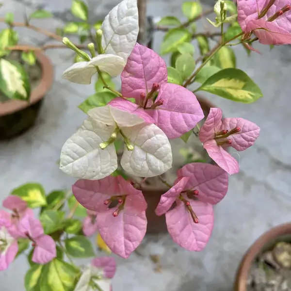 Bougainvillea Thima Peach
