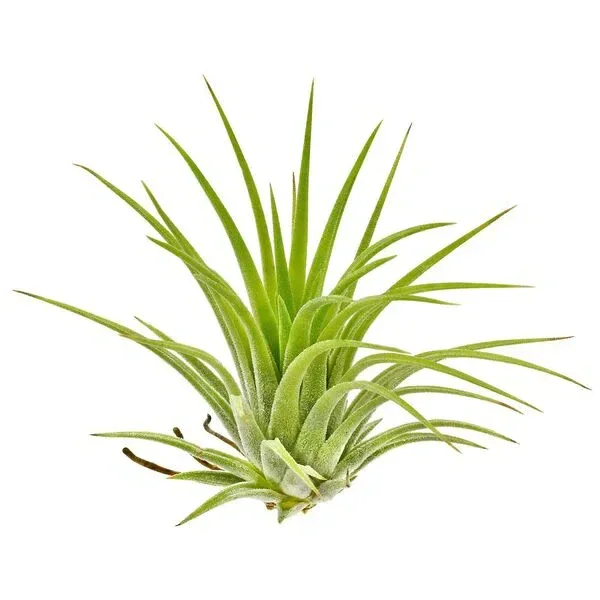 Tillandsia Ionantha Yellow