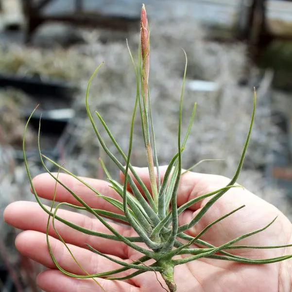 Tillandsia Schiedeana Air plant