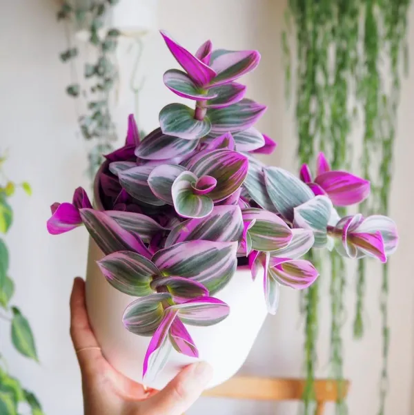 tradescantia nanouk