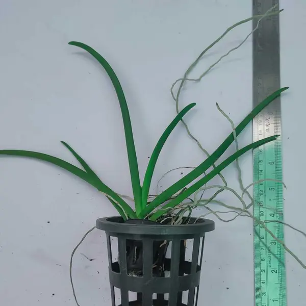 Vanda (VS-012) - Seed