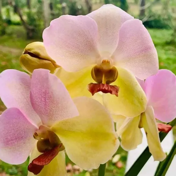 Vanda (VS-014) - Seed