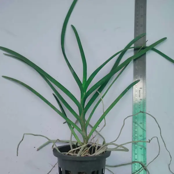 Vanda (VS-015) - Medium