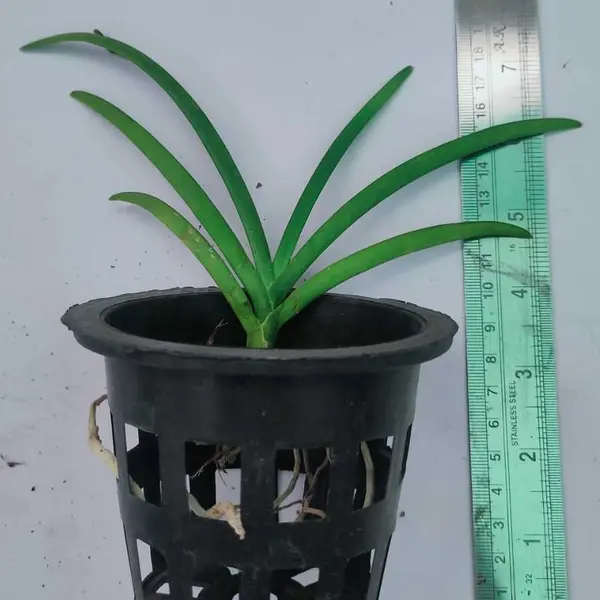 Vanda (VS-014) - Seed