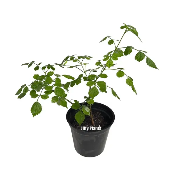 OrangeOrange Jubilee Esperanza (Tecoma stans 'Orange Jubilee')