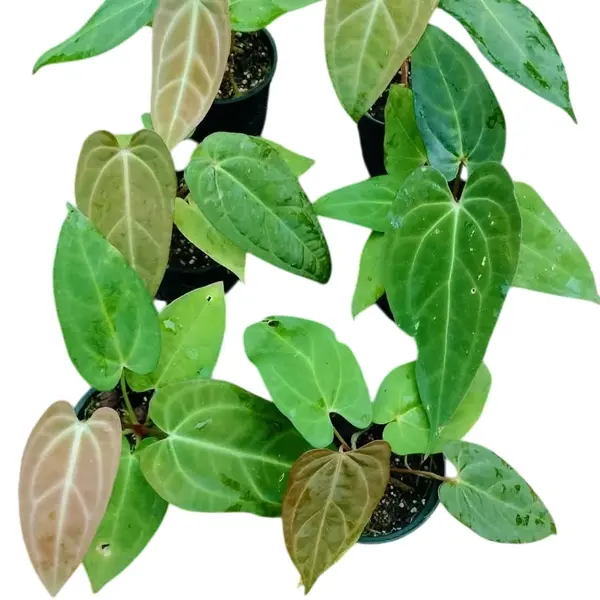 Anturium Papillilaminum x Magnificum