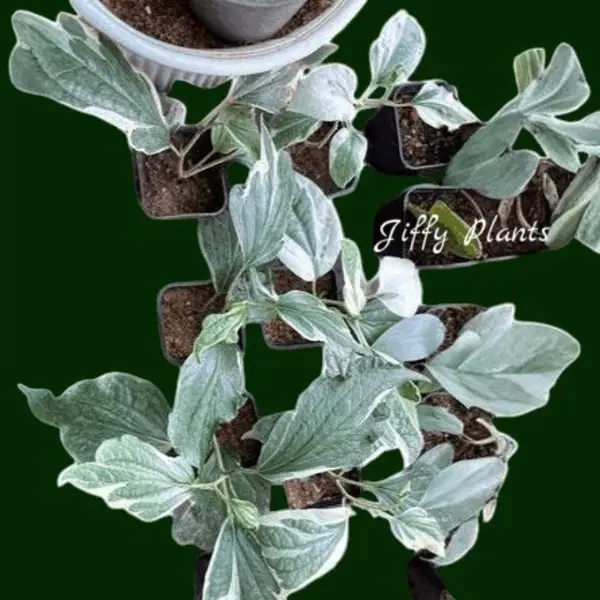 Piper Sarmentosum Variegated