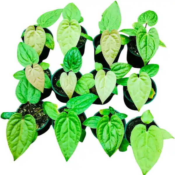 Anthurium Magnificum x Luxurians