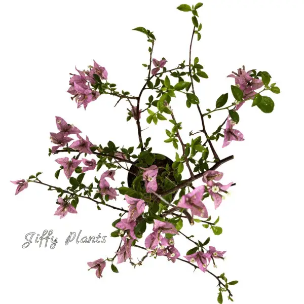 Bougainvillea Silhouette Pink Flower