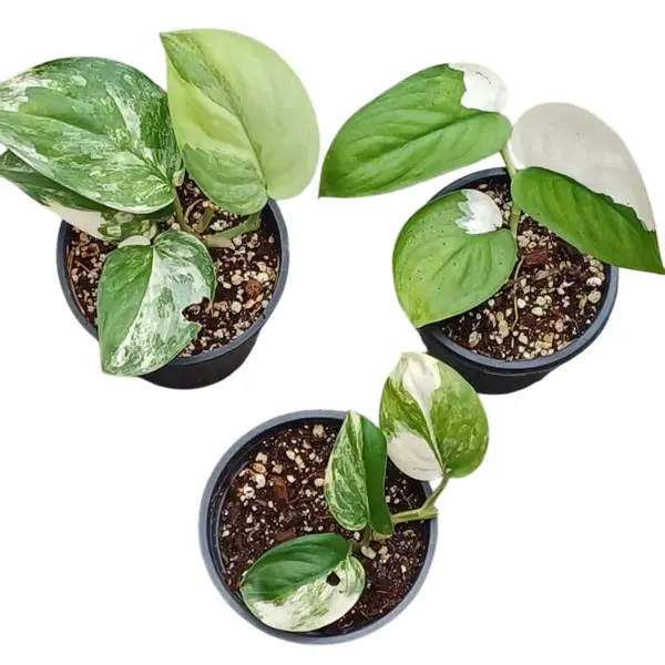 Scindapsus Moonlight Variegated