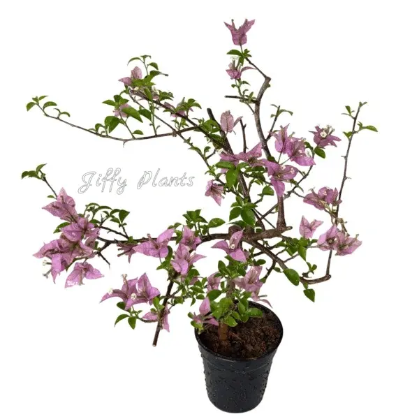 Bougainvillea Silhouette Pink Flower