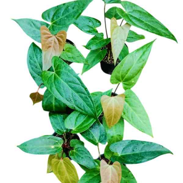 Nigrolaminum x Gigi hybrid