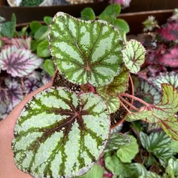 Venetian Red Rex Begonia