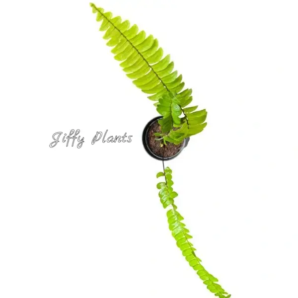 Banana Boston Fern