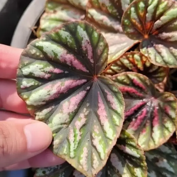 Begonia ‘ Candy Stripes ’