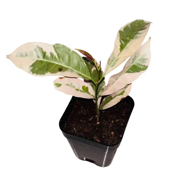 excoecaria cochinchinensis