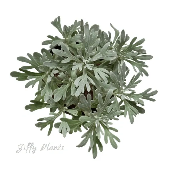 Crossostephium Chinense Plant