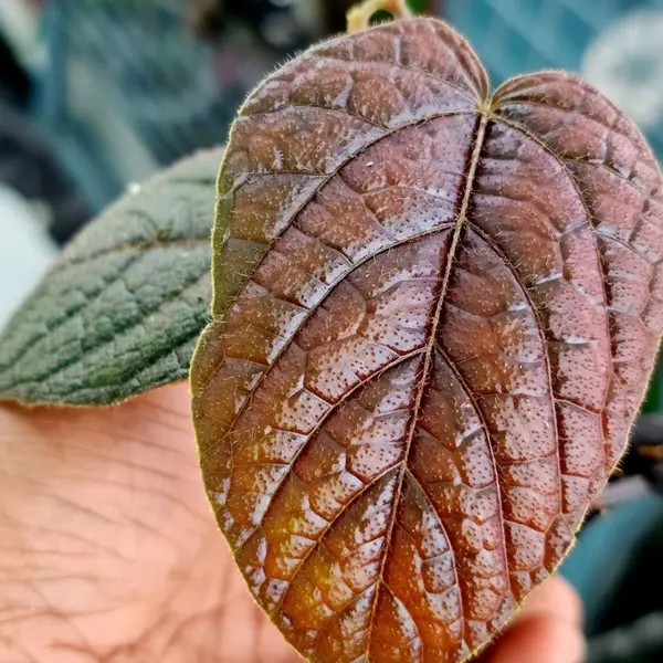 Pterisanthes sp.Black