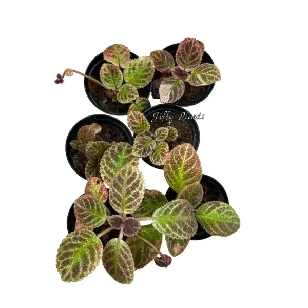 Episcia Black Phantom