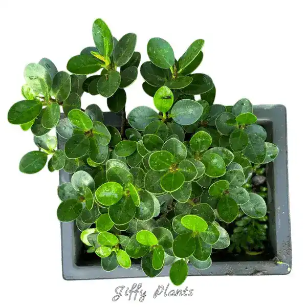 Ficus Microcarpa Compacta Bonsai