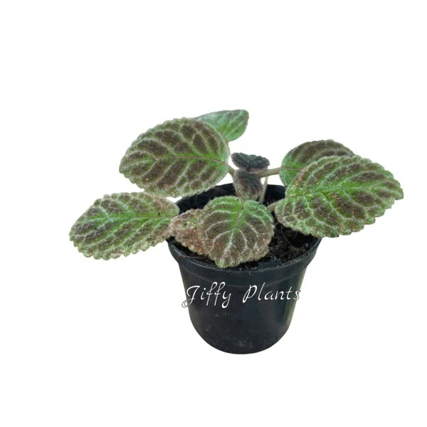 Episcia Black Phantom