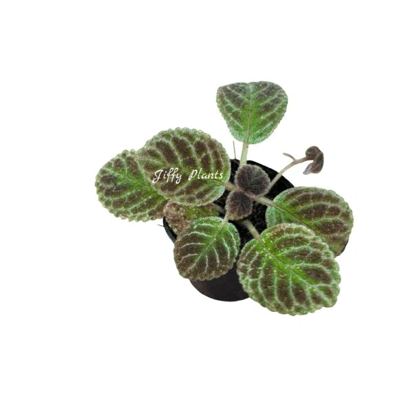 Episcia Black Phantom