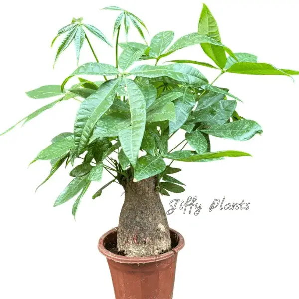 Pachira aquatica - Thick Trunk