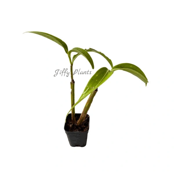 Medinilla Lalique (Medinilla Alata Lalique)