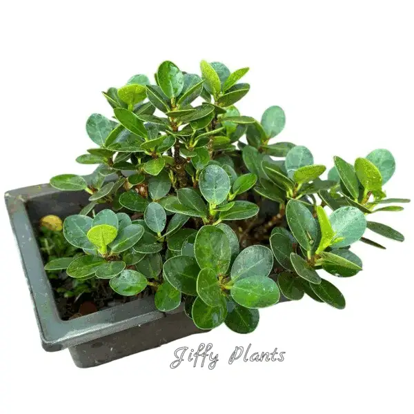 Ficus Microcarpa Compacta Bonsai