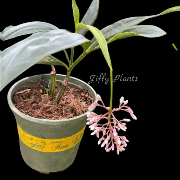 Medinilla Lalique (Medinilla Alata Lalique)