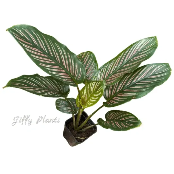 Calathea Majestica Roseo Lineata