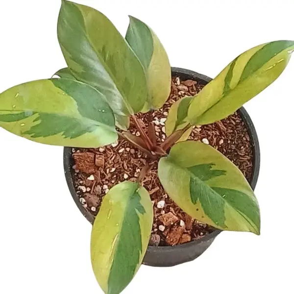 Philodendron black cardinal variegated